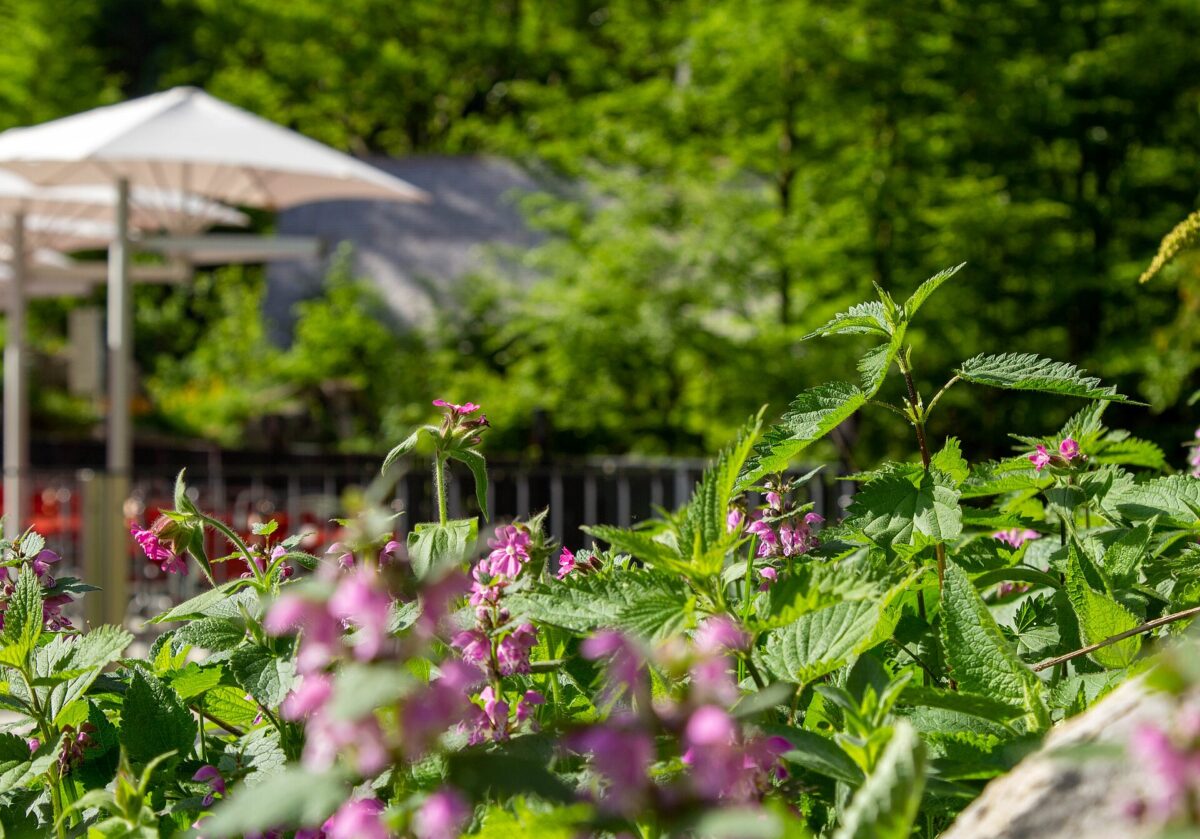 Terrasse vom Berggasthaus Forelle am Seealpsee