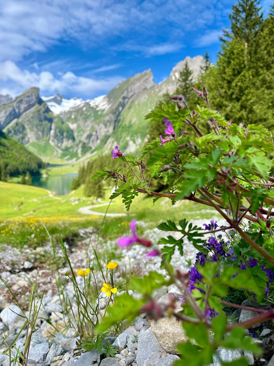 Sicht von Hütten auf den Seealpsee, Berggasthaus Forelle